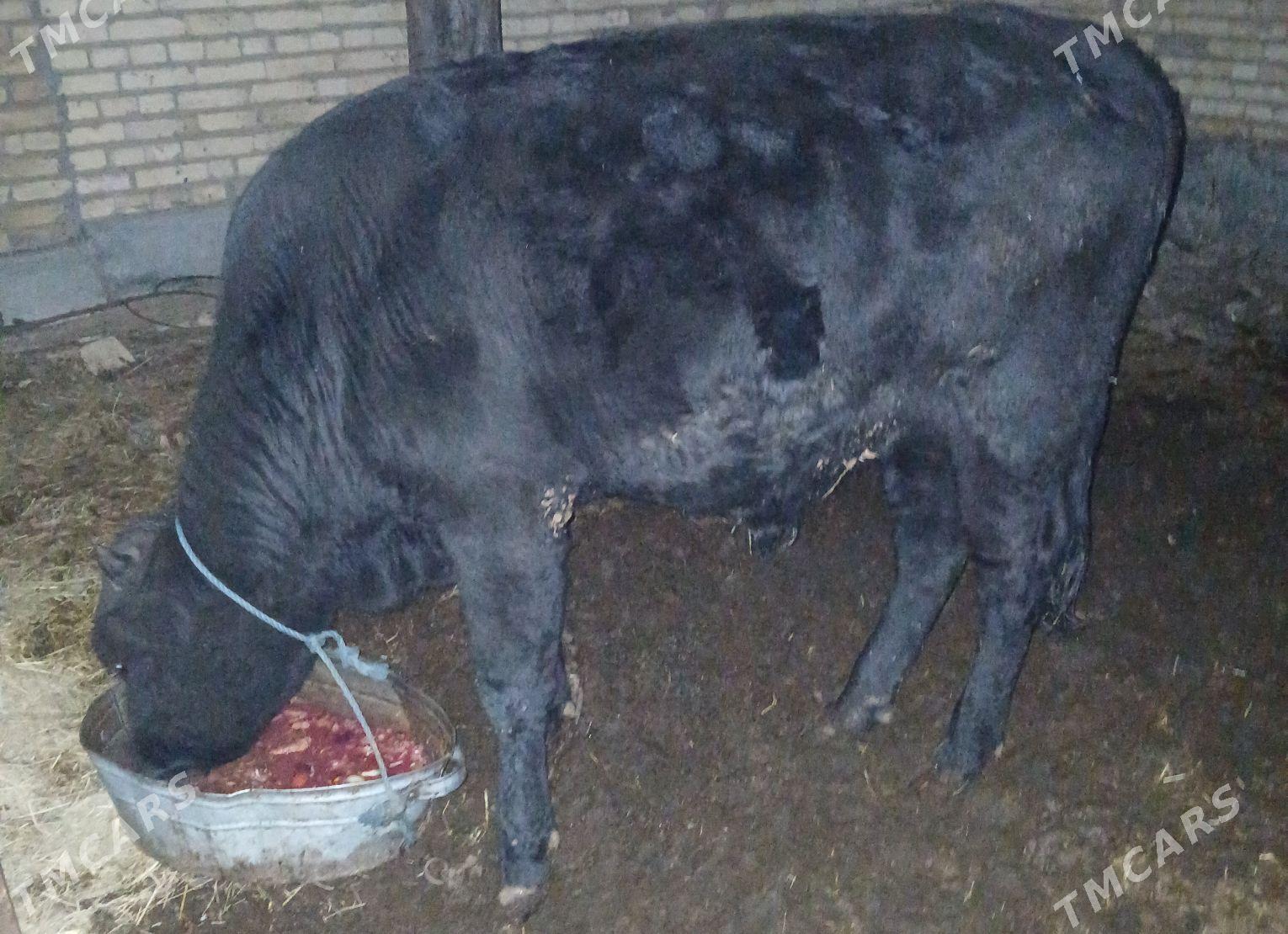 okuz mitis - Туркменабат - img 1