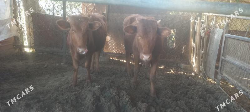 baky gulajynlar - Мары - img 1