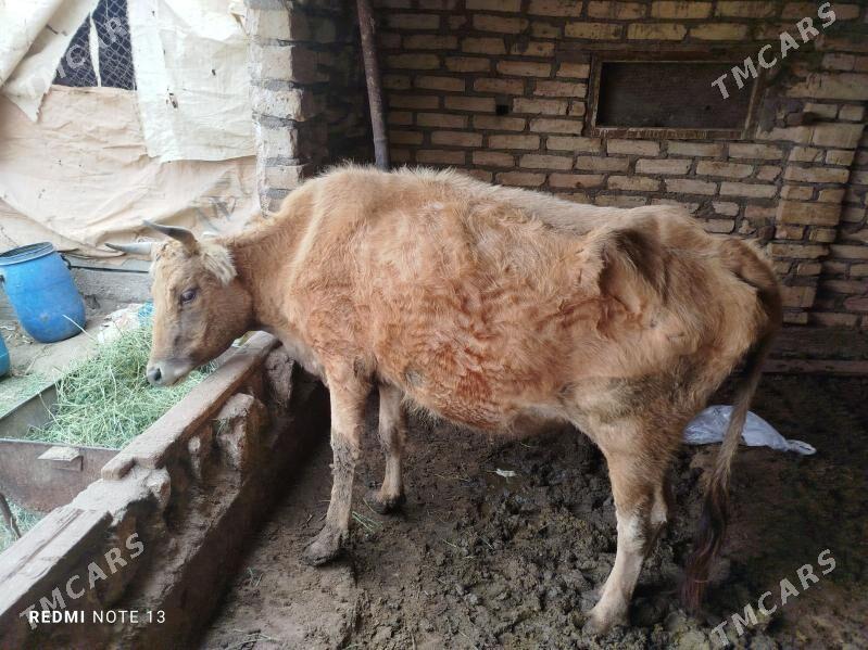 boğaz sygyr - Гумдаг - img 1