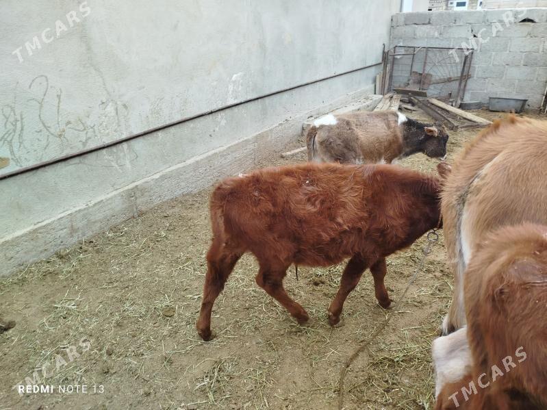 okuzce - Gumdag - img 1