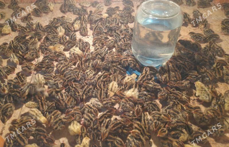 bedene - Kerki - img 2