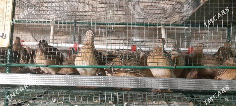 bedene - Kerki - img 1