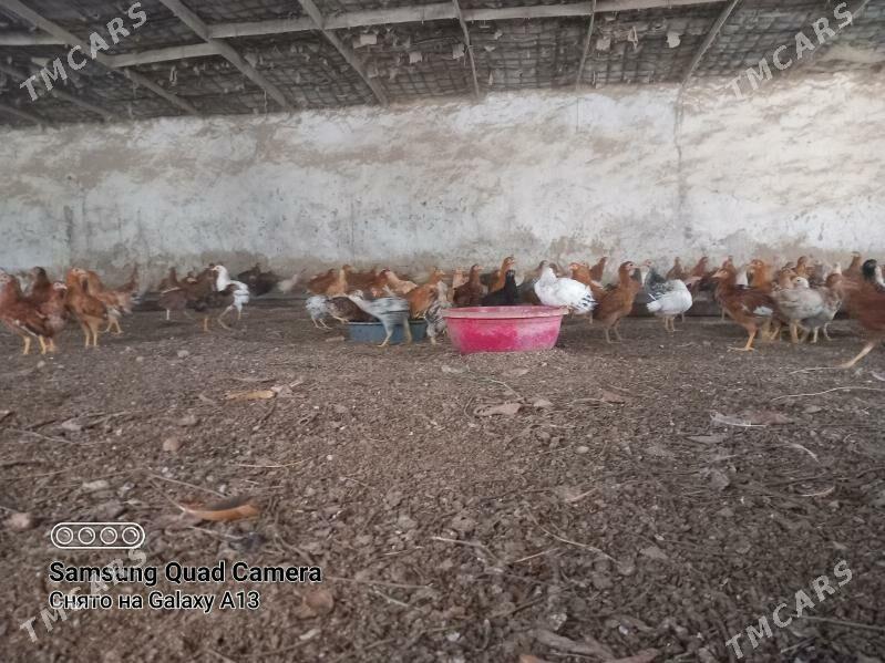 Товук жуже - Бахарден - img 1