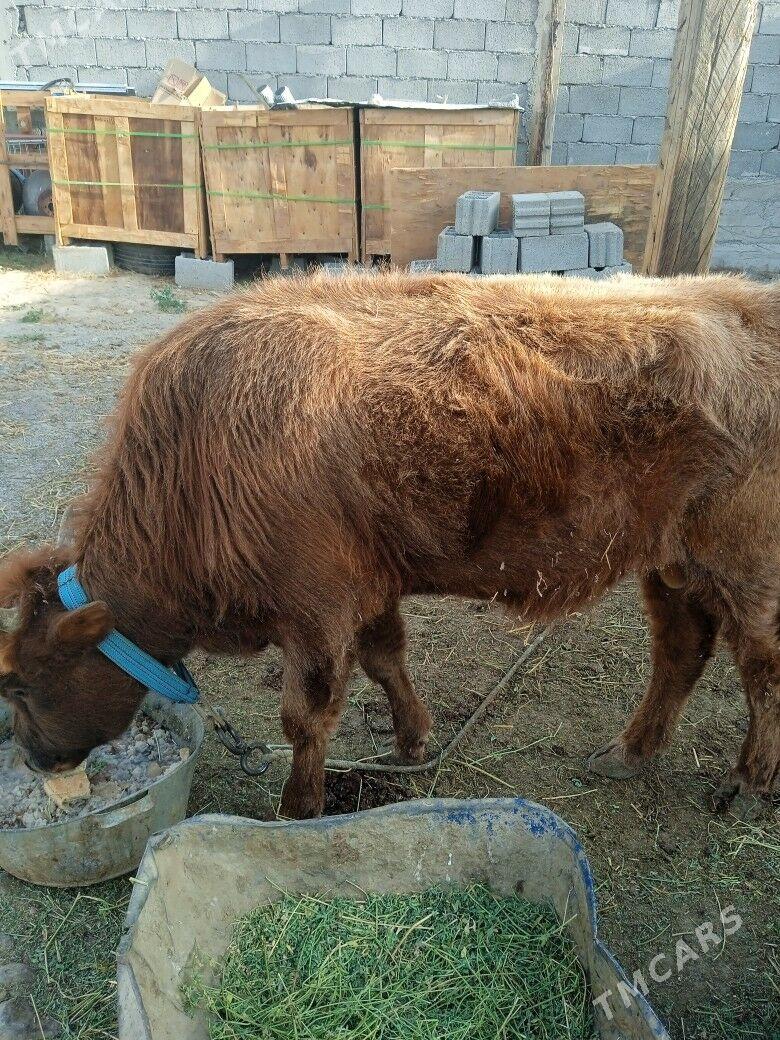 Gole - Кипджак - img 2