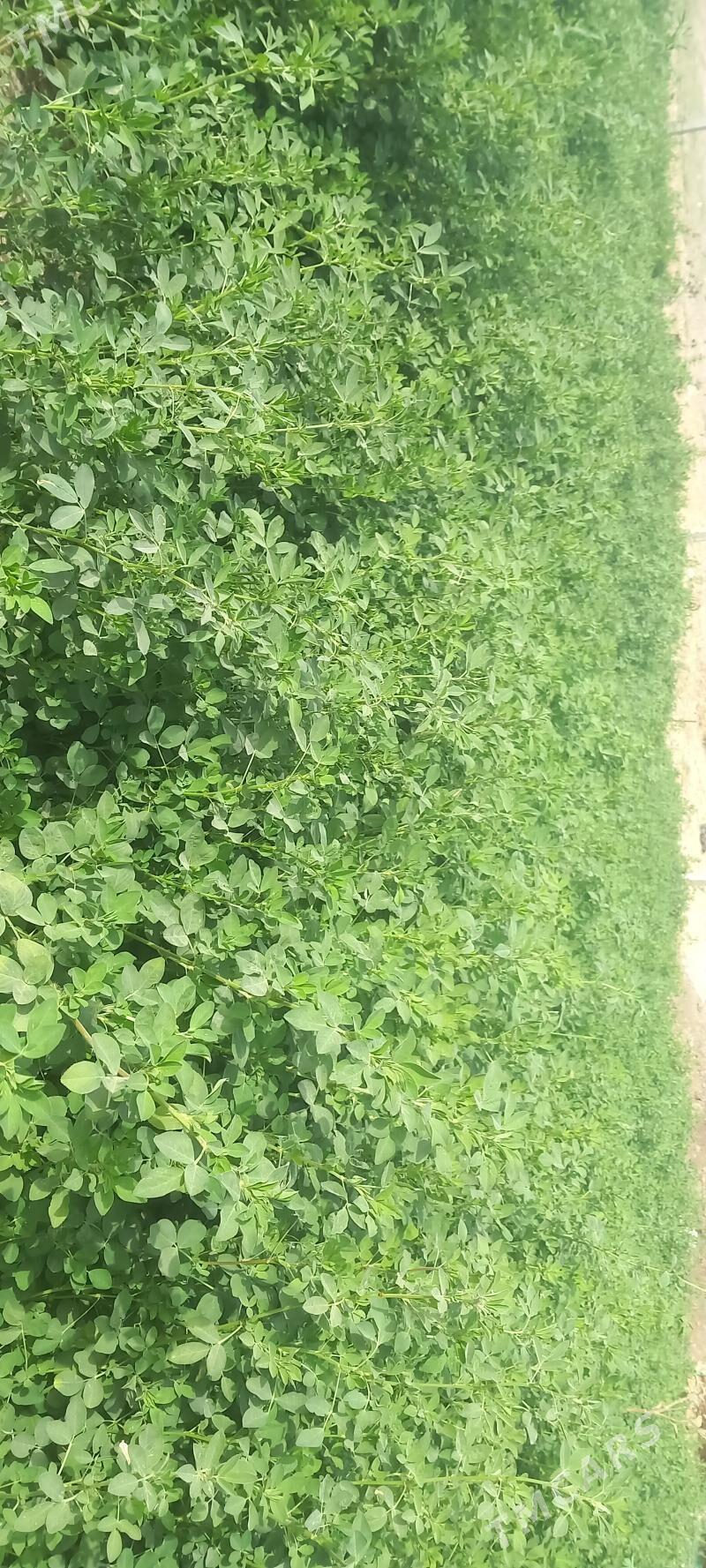 Ýorunja Ot - Мары - img 1