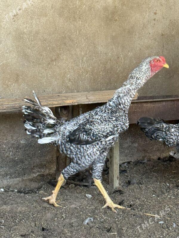 Horaz - Mary - img 2