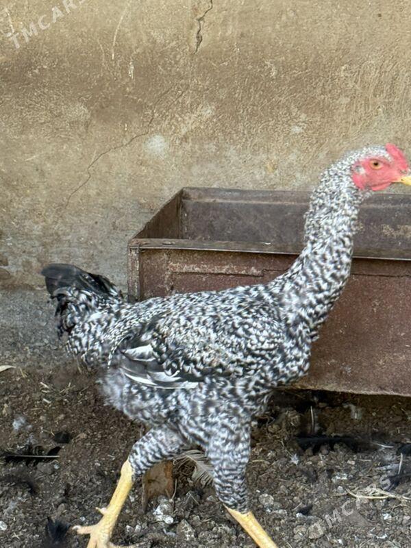 Horaz - Mary - img 3