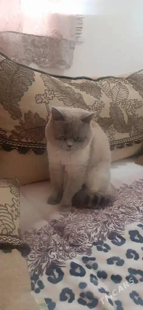 Шотландские котята - Aşgabat - img 4