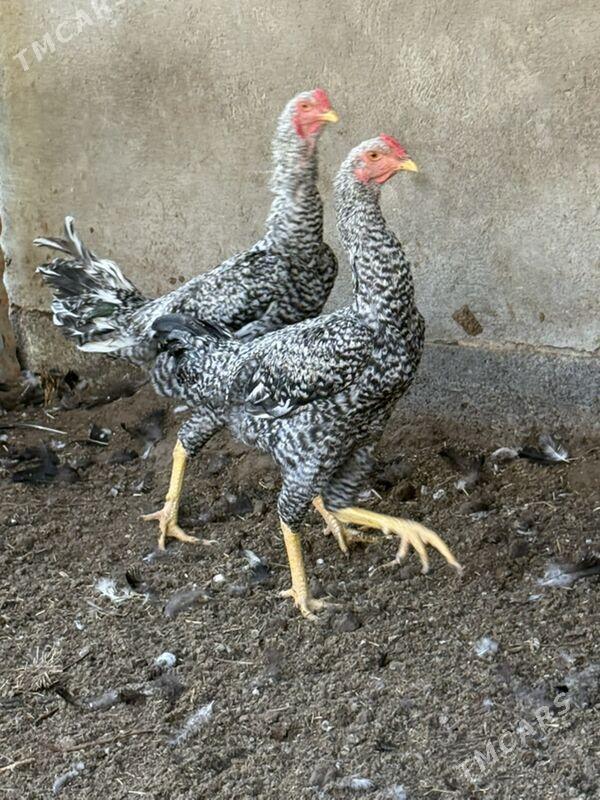 Horaz - Mary - img 4