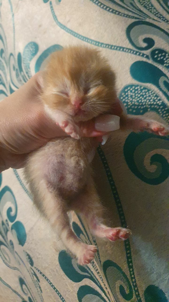 Вислоухий мальчик - Aşgabat - img 8