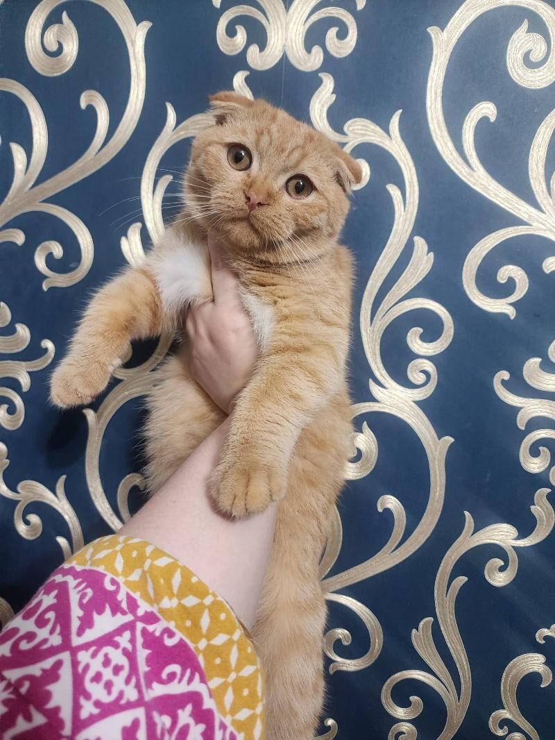 Вислоухий мальчик - Aşgabat - img 5