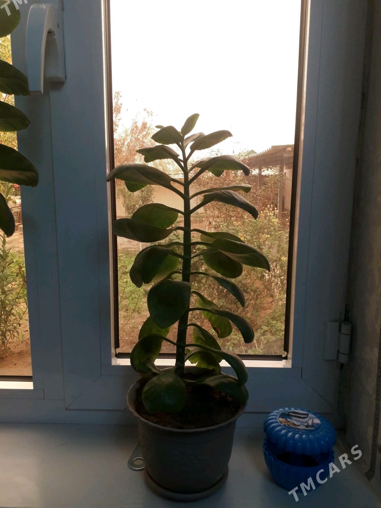 комнатный растение - Багир - img 2