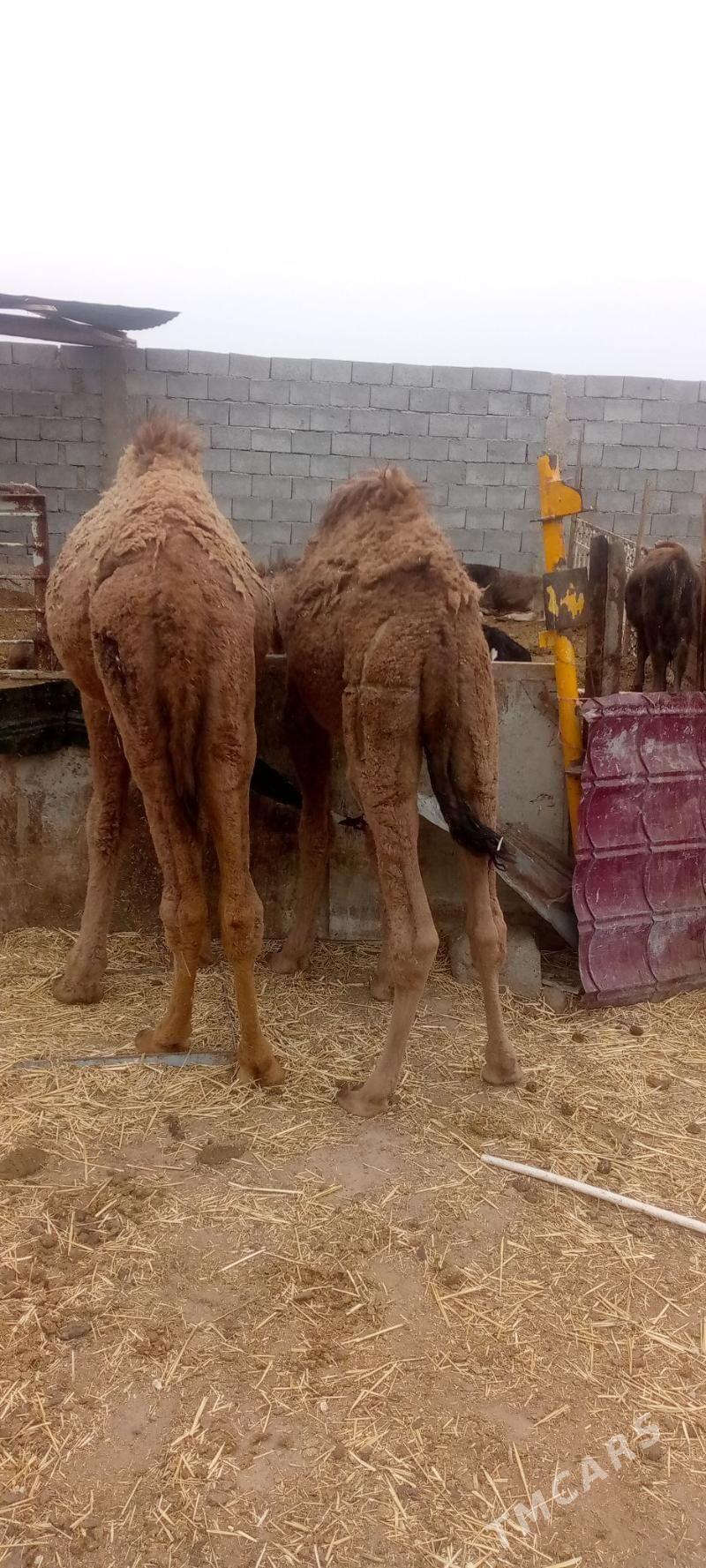 torym - Balkanabat - img 2