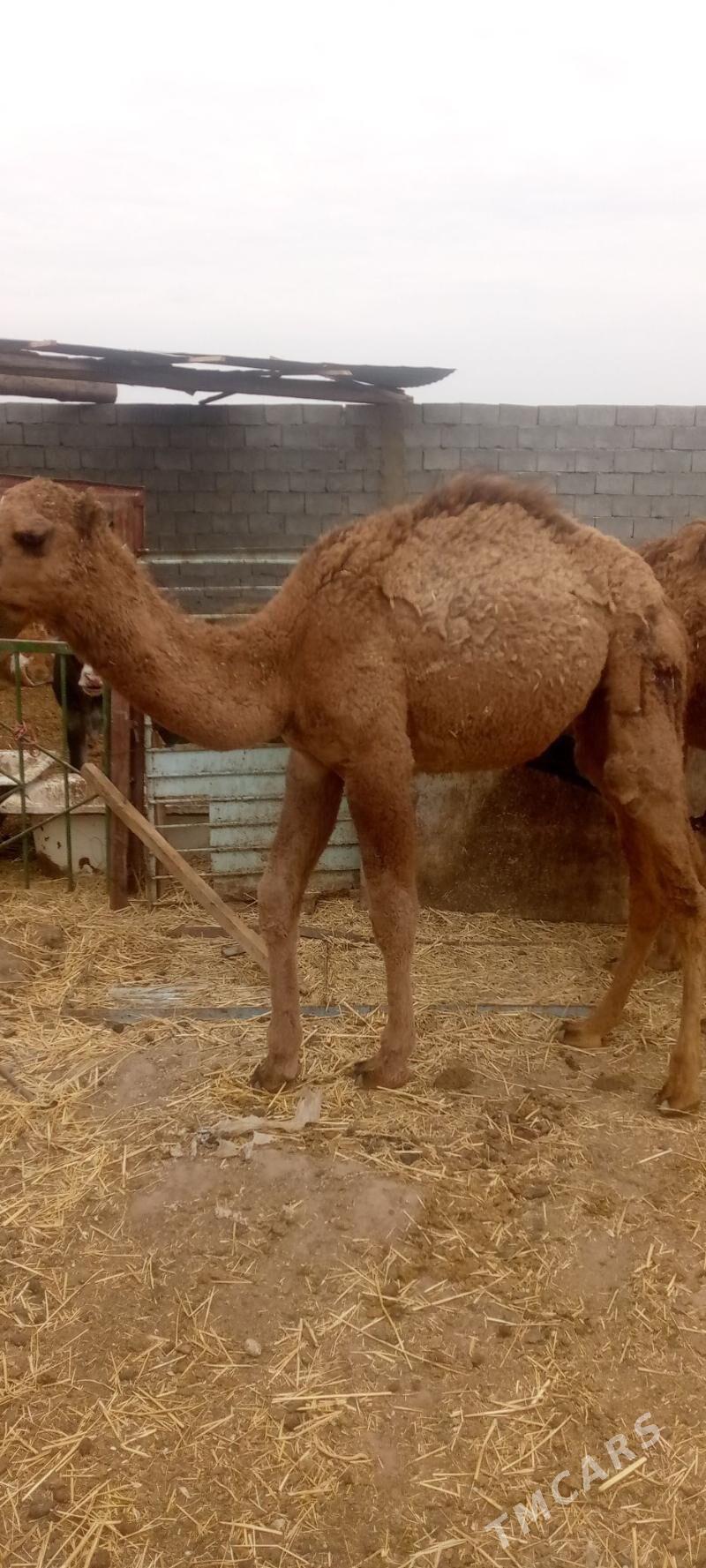 torym - Balkanabat - img 3