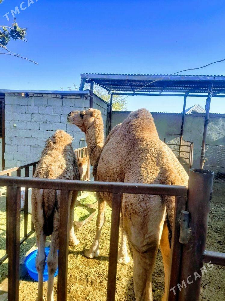 Torumly düýe arwana - Бахарден - img 4