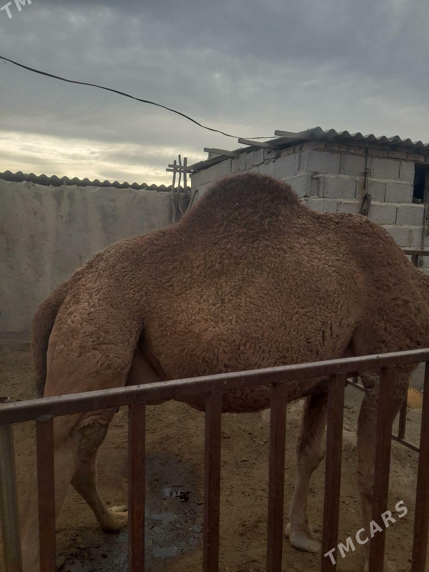 Torumly düýe arwana - Бахарден - img 3