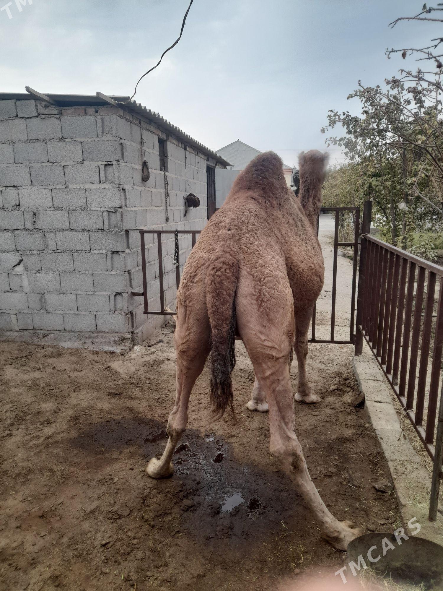 Torumly düýe arwana - Бахарден - img 2