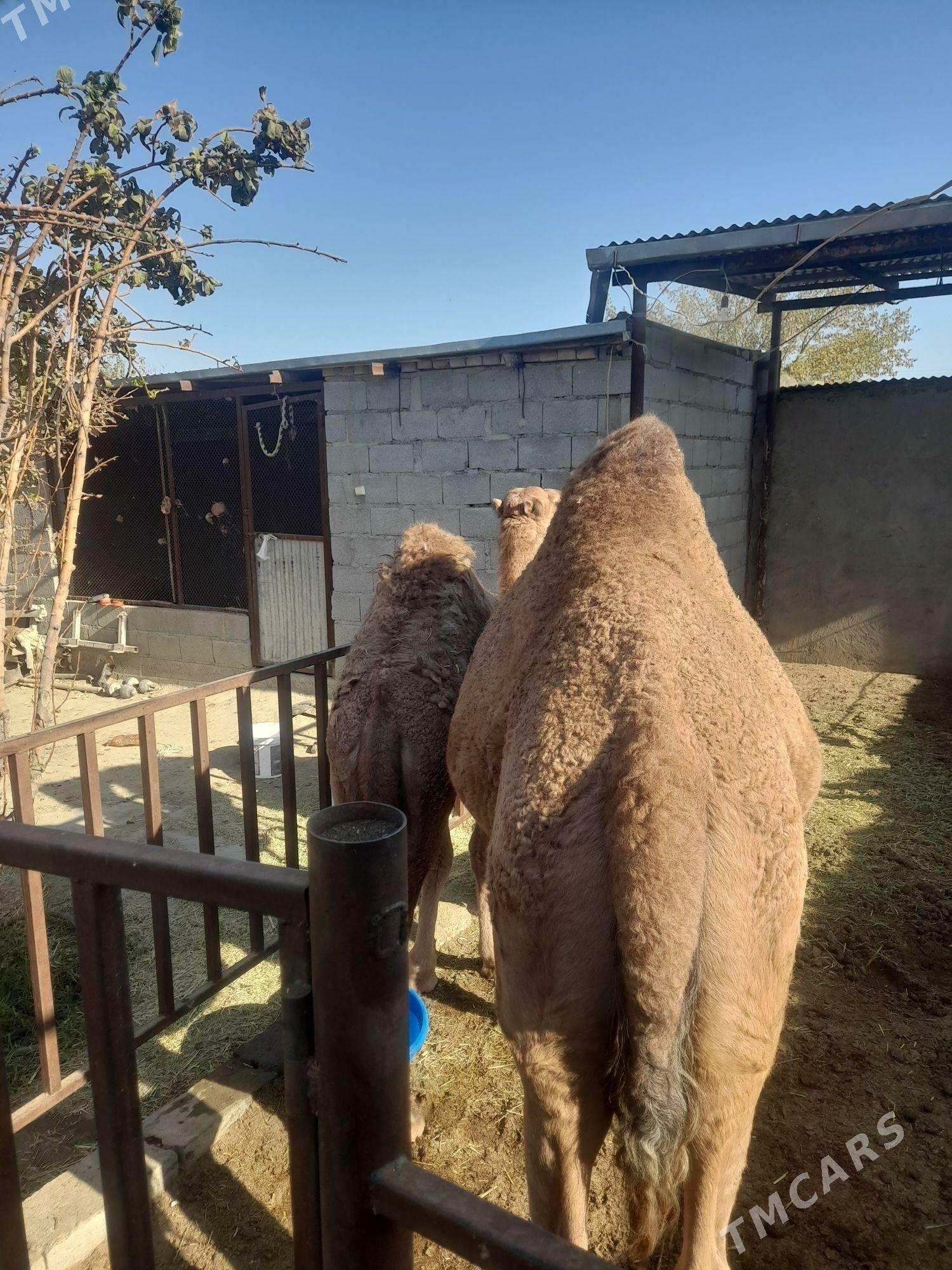 Torumly düýe arwana - Бахарден - img 5