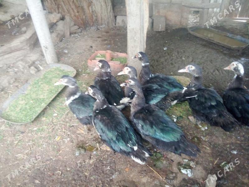 ÖRDEKLER - Ак-Бугдайский этрап - img 2