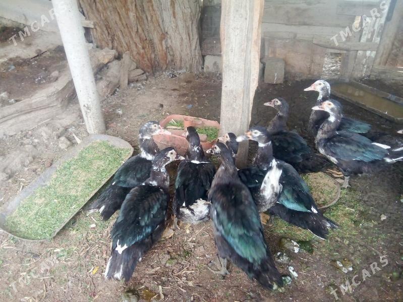 ÖRDEKLER - Ак-Бугдайский этрап - img 3