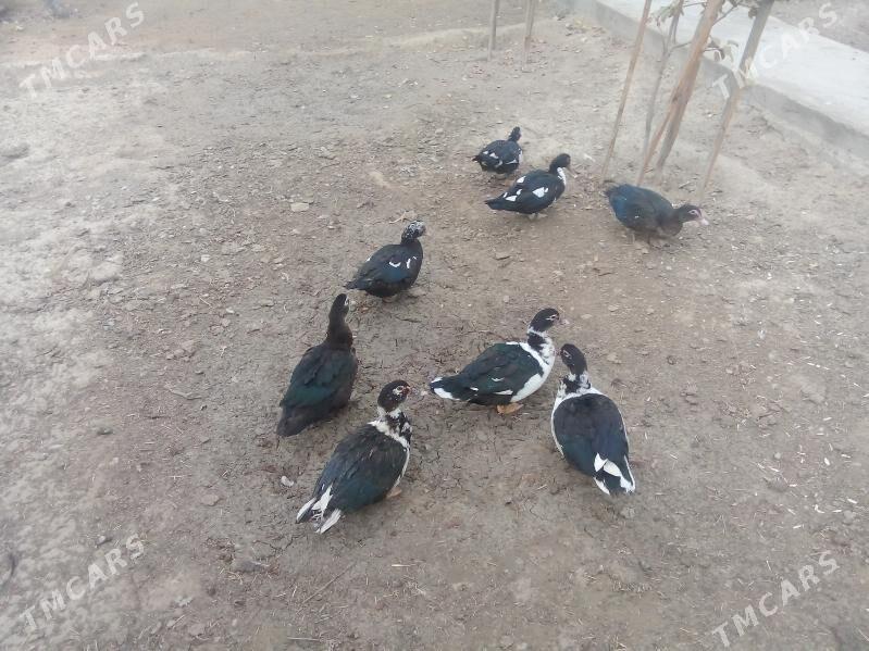 ÖRDEKLER - Ак-Бугдайский этрап - img 4