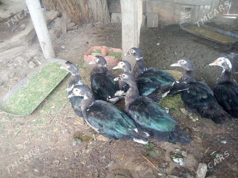 ÖRDEKLER - Ак-Бугдайский этрап - img 1