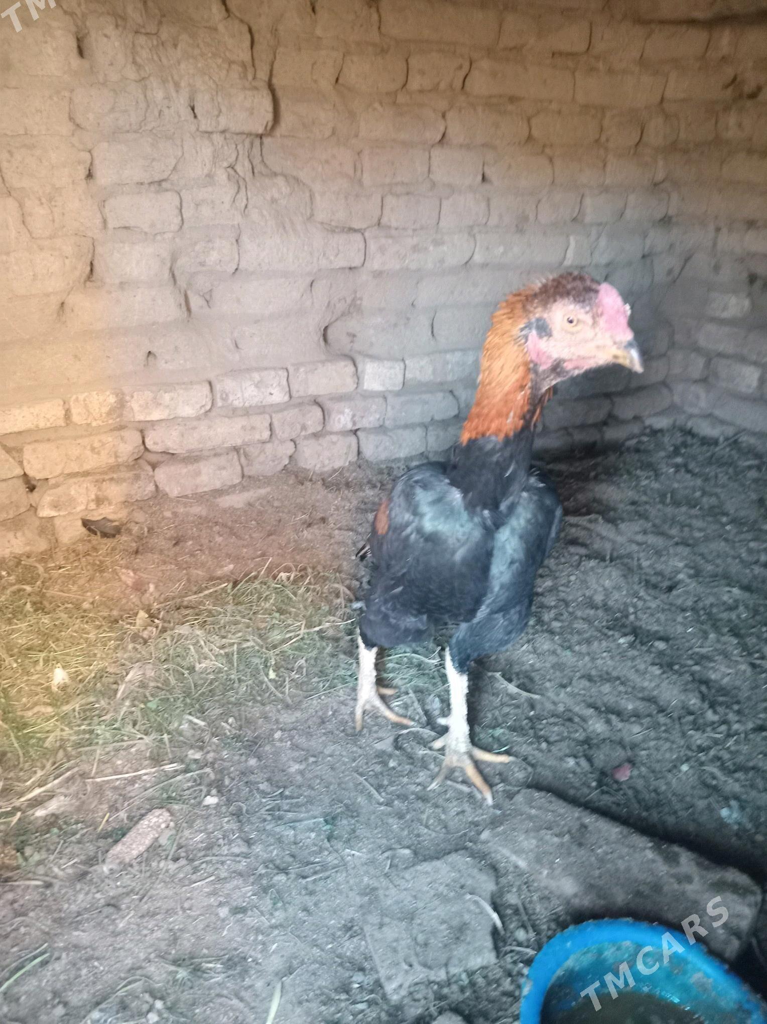 horaz - Фарап - img 2