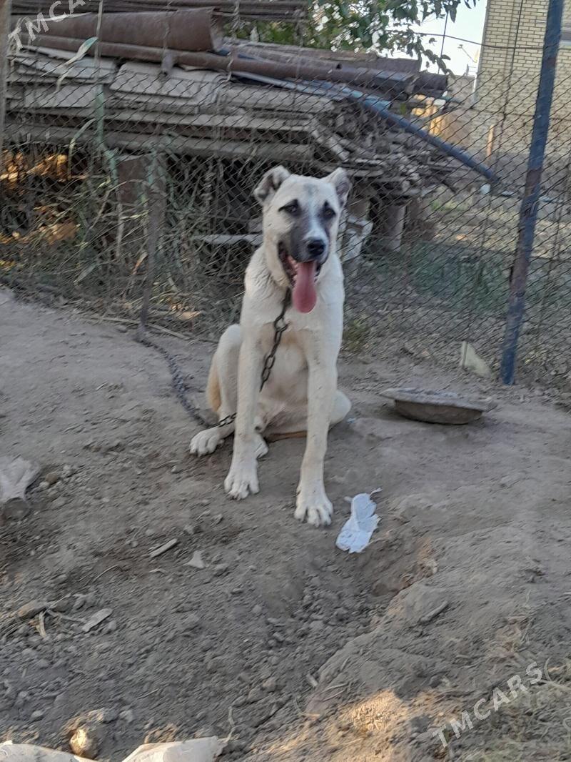 yolbars - Mary - img 3