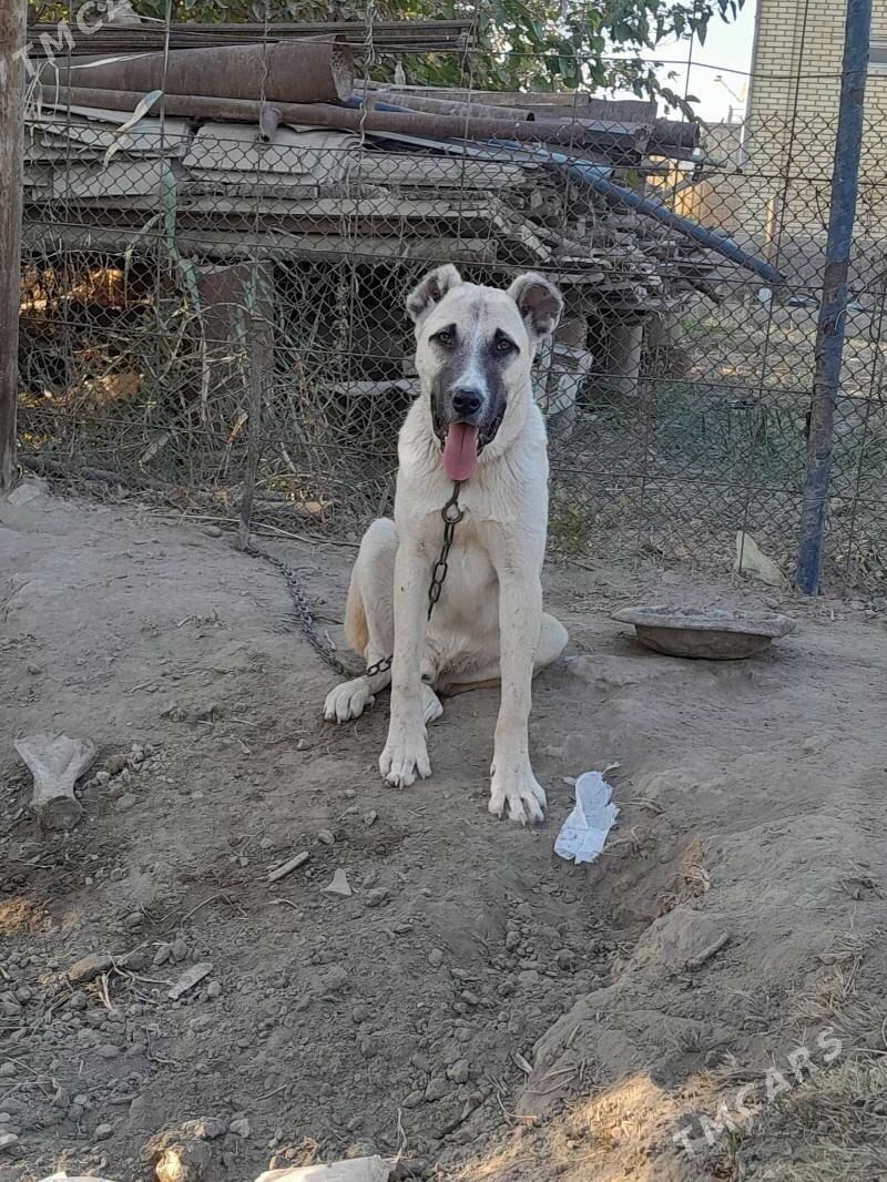 yolbars - Mary - img 2