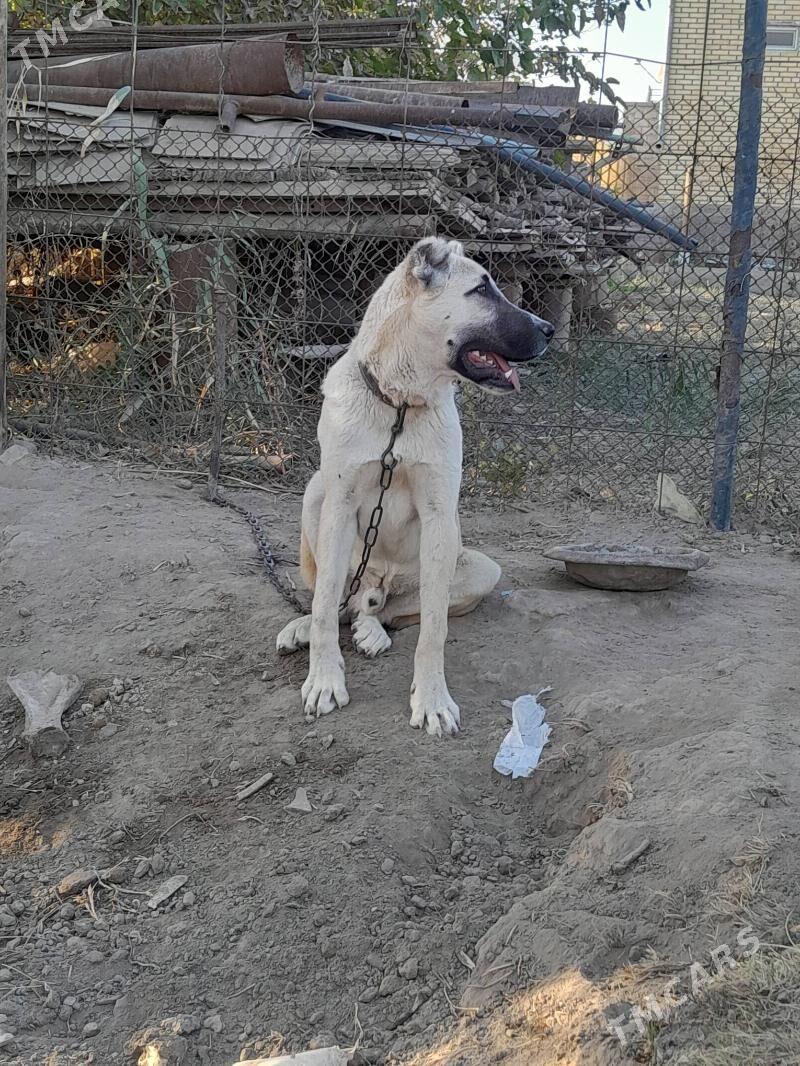 yolbars - Mary - img 1