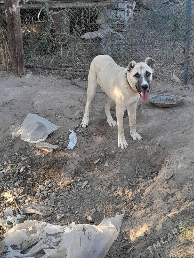 yolbars - Mary - img 5