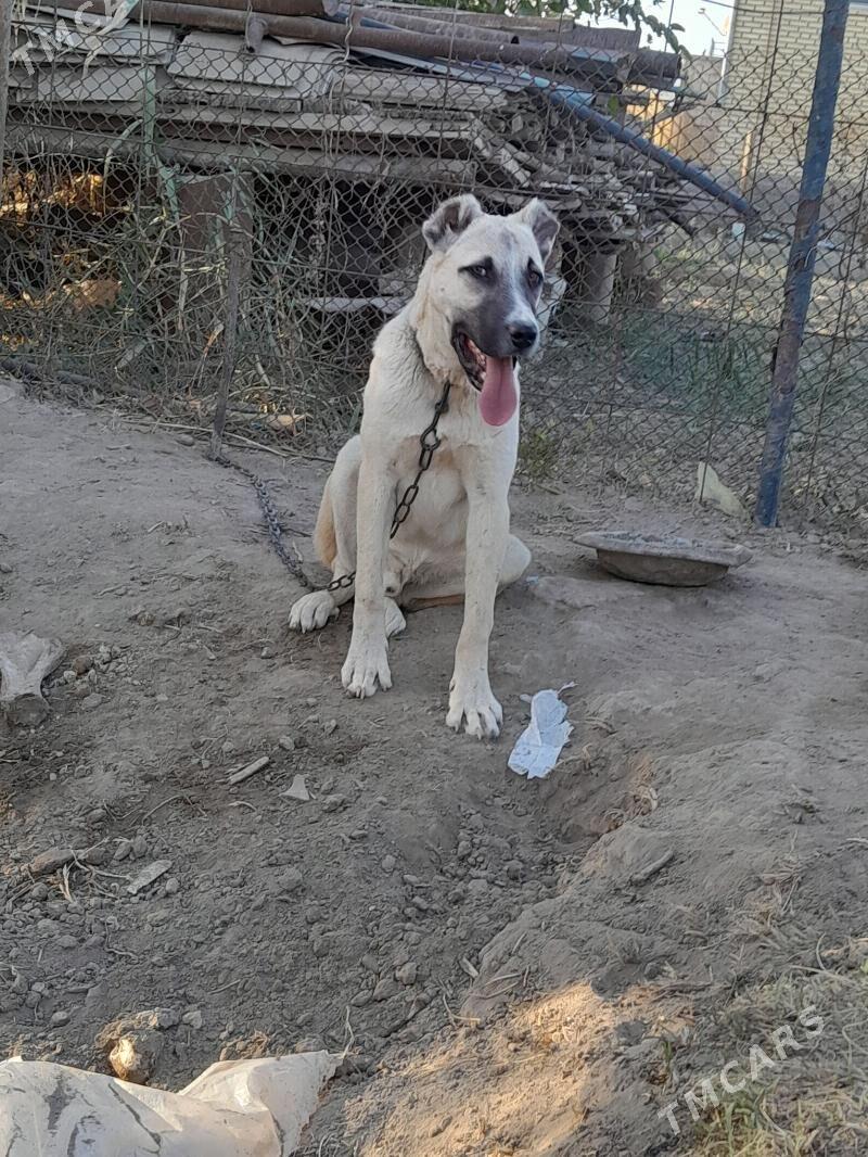 yolbars - Mary - img 4