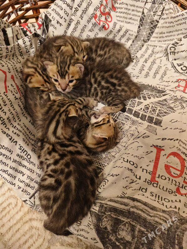 бенгальские котята - Aşgabat - img 8