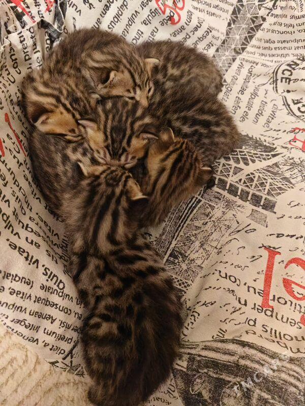 бенгальские котята - Aşgabat - img 7