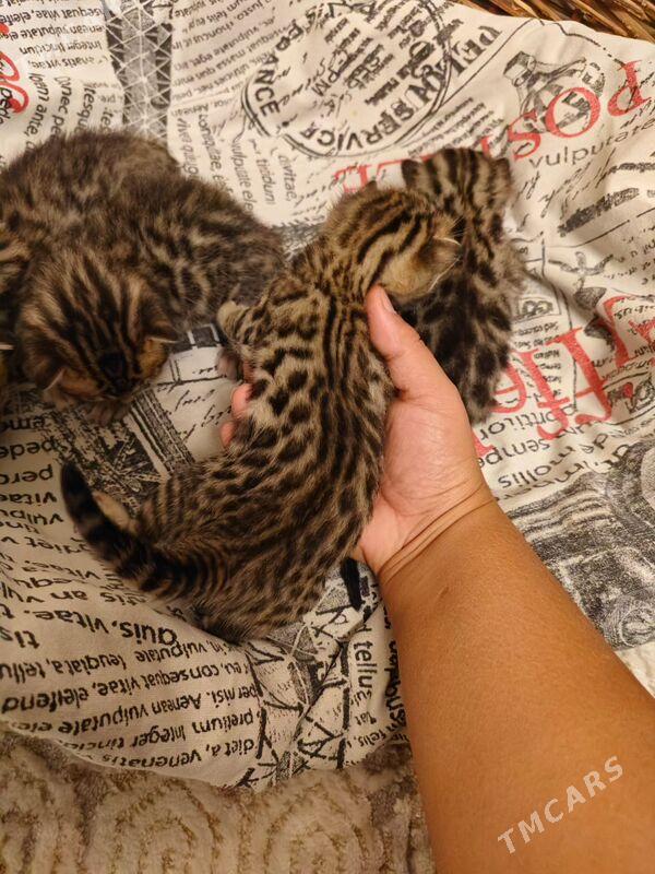 бенгальские котята - Aşgabat - img 9