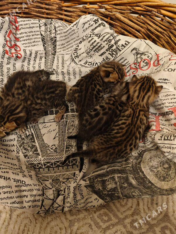 бенгальские котята - Aşgabat - img 2