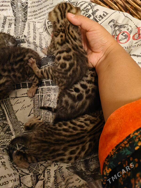 бенгальские котята - Aşgabat - img 3