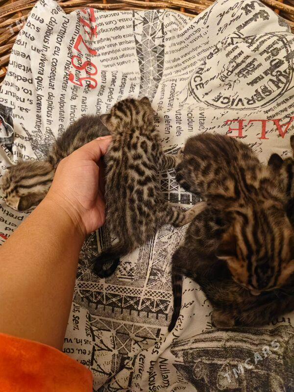 бенгальские котята - Aşgabat - img 1