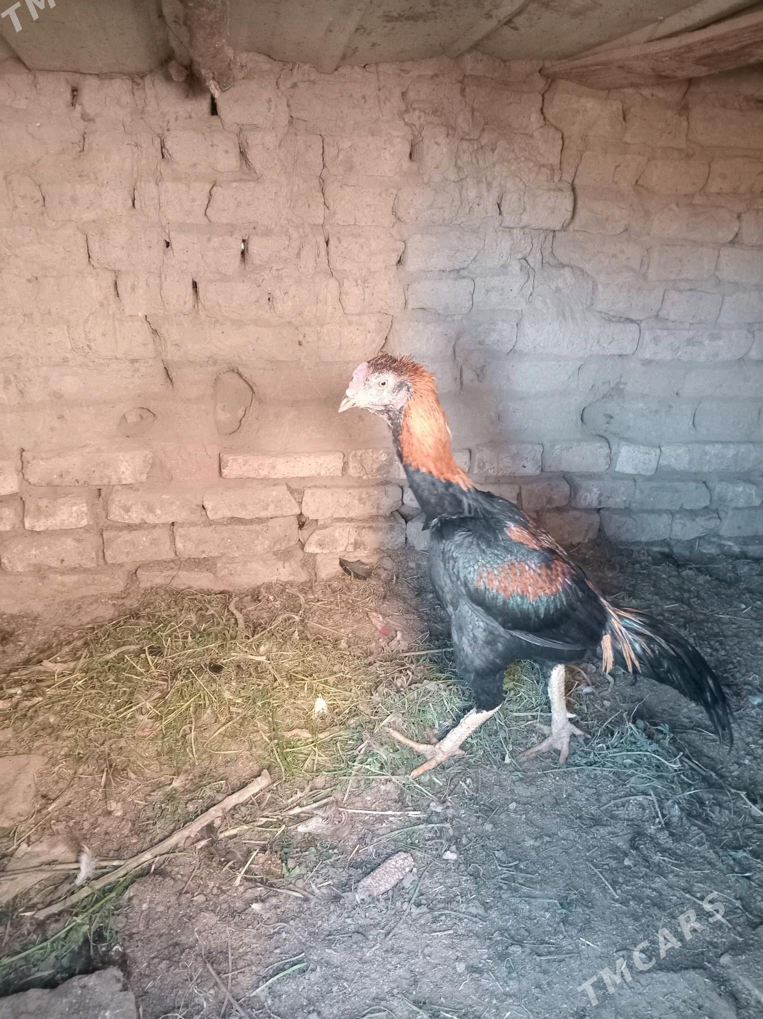 horaz - Фарап - img 3