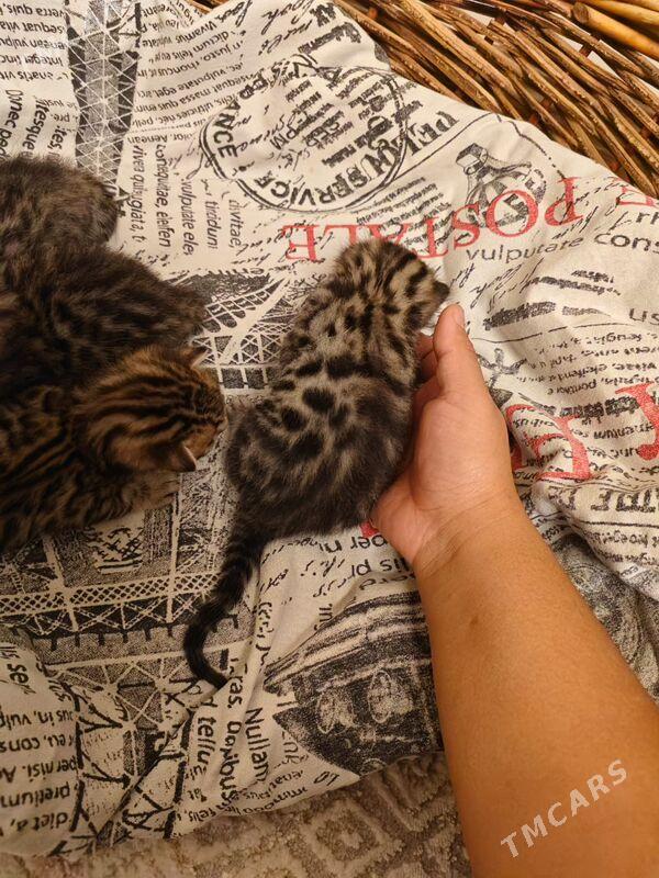 бенгальские котята - Aşgabat - img 6