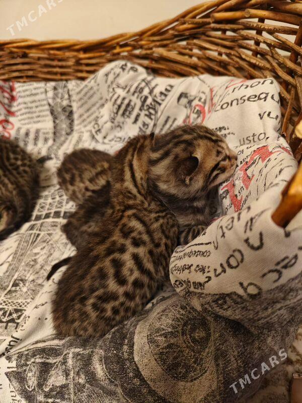 бенгальские котята - Aşgabat - img 4
