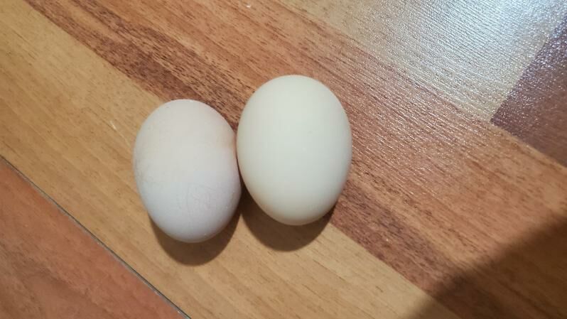 Wiandott ýumurtgasy - Balkanabat - img 5