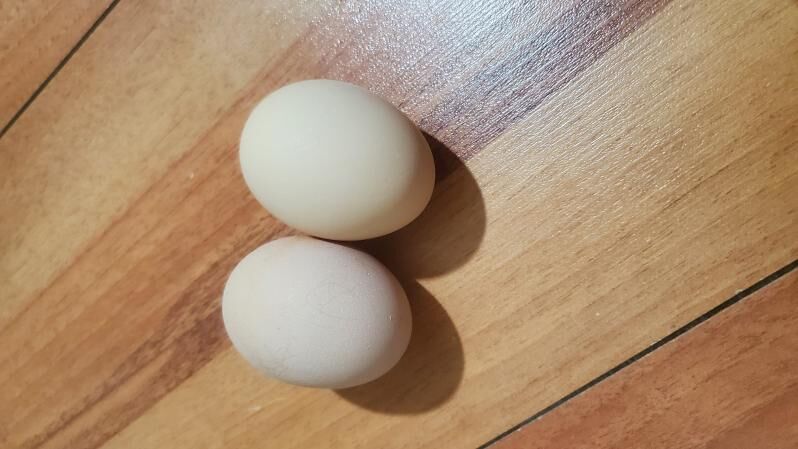 Wiandott ýumurtgasy - Balkanabat - img 4