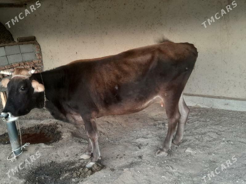 Gysyr sygyr - Bäherden - img 2