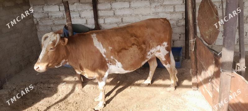 Sygyr - Balkanabat - img 2