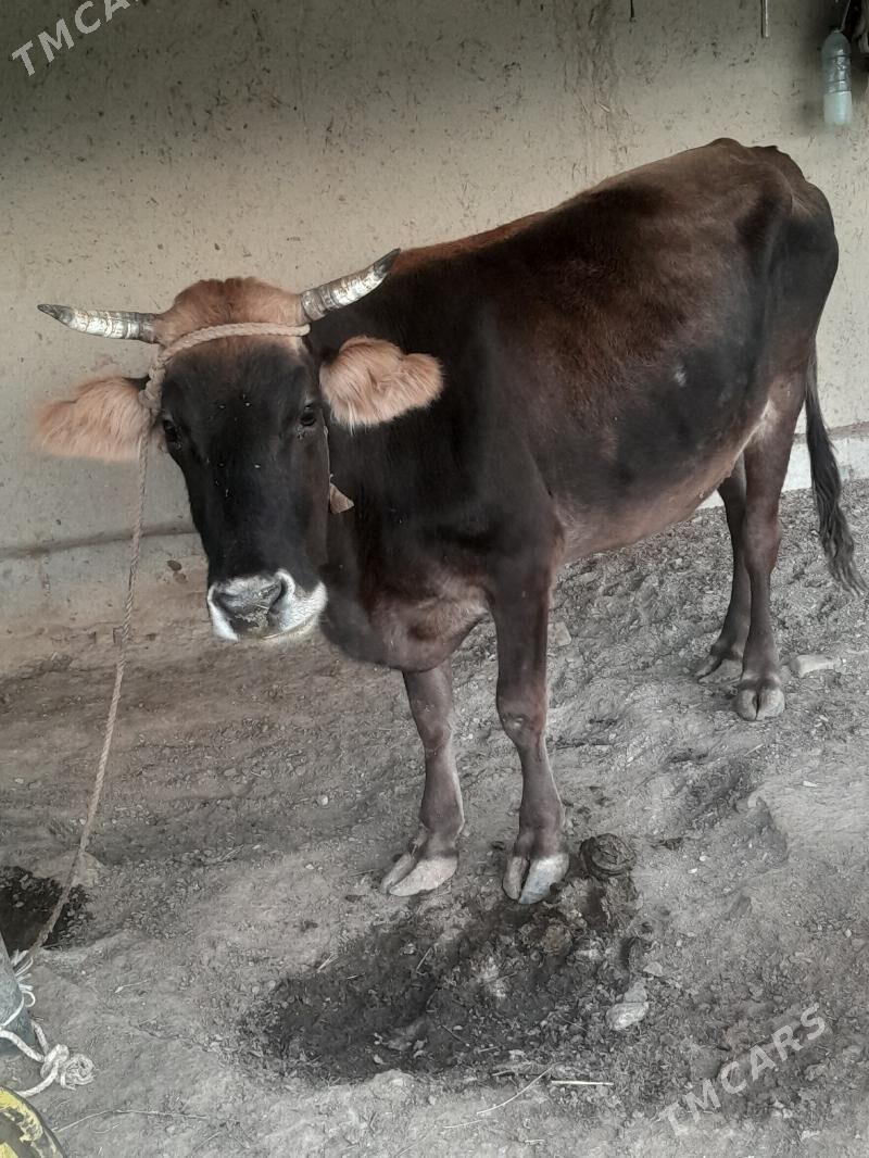 Gysyr sygyr - Bäherden - img 3