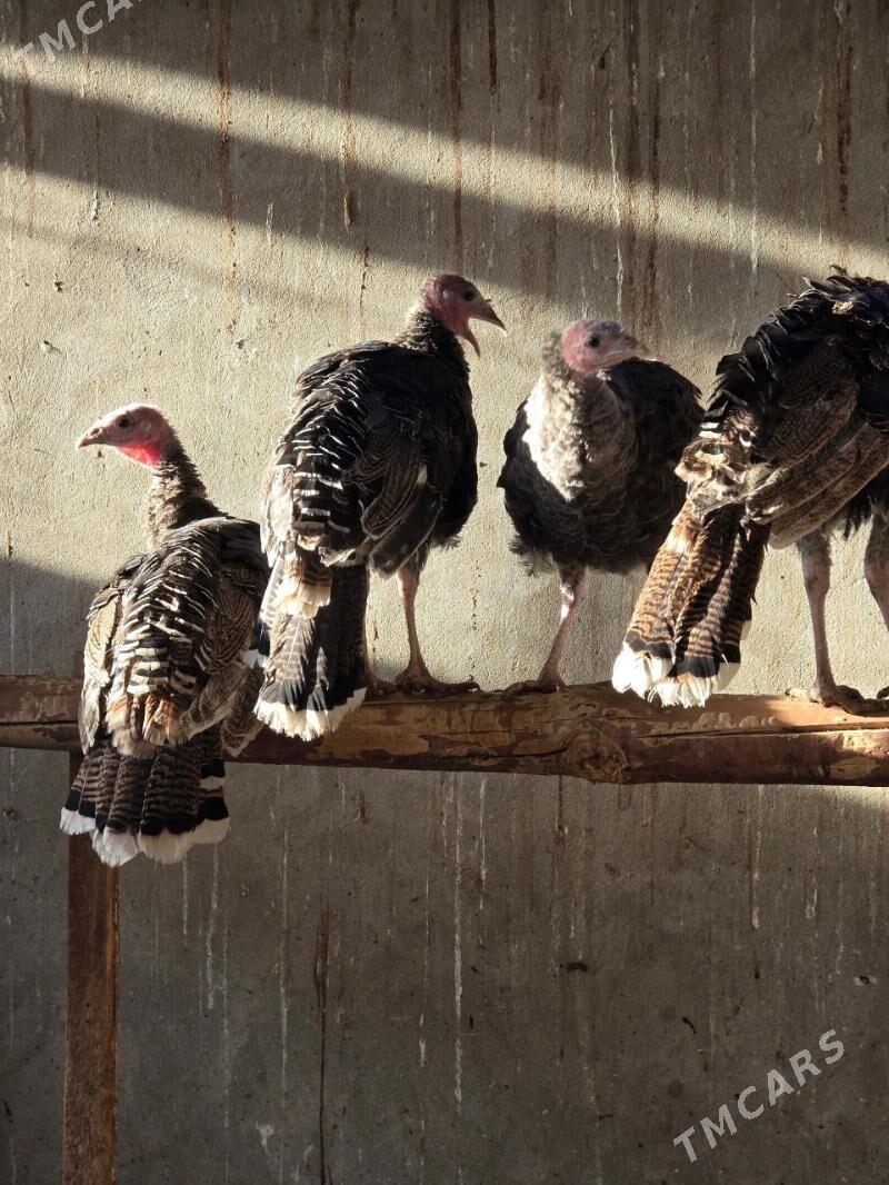 ınduk juyje - Murgap - img 1