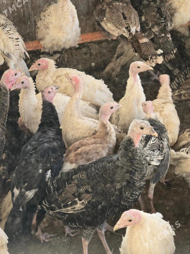 ınduk juyje - Murgap - img 2