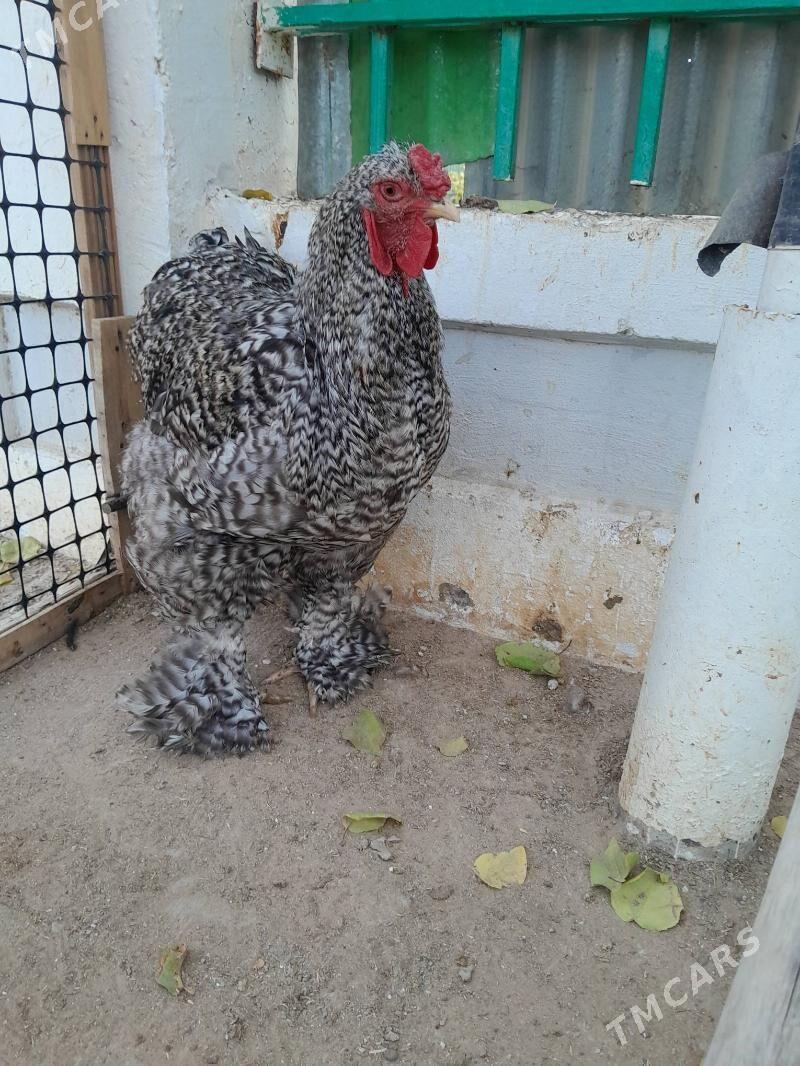 brama koko - Aşgabat - img 3