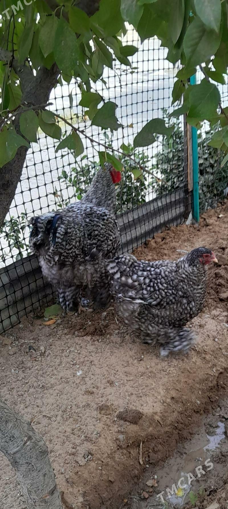 brama koko - Aşgabat - img 5